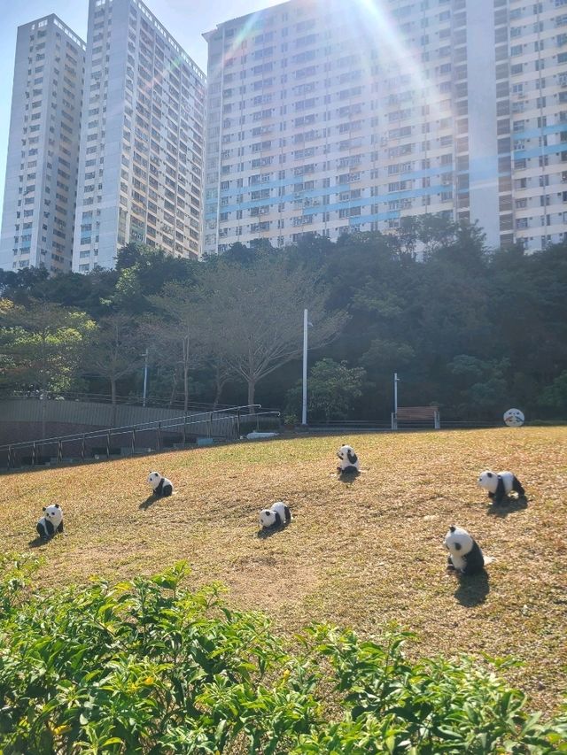 📸 【鴨脷洲半日遊:漁港文化×海風美食×逃離人潮の治癒路線!🚤🌿 📸 【鴨脷洲半日遊:漁港文化×海風美食×逃離人潮の治癒路線!🚤🌿