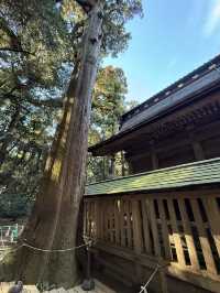 歴史と自然が融合する場所、『鹿島神宮』の魅力⛩️