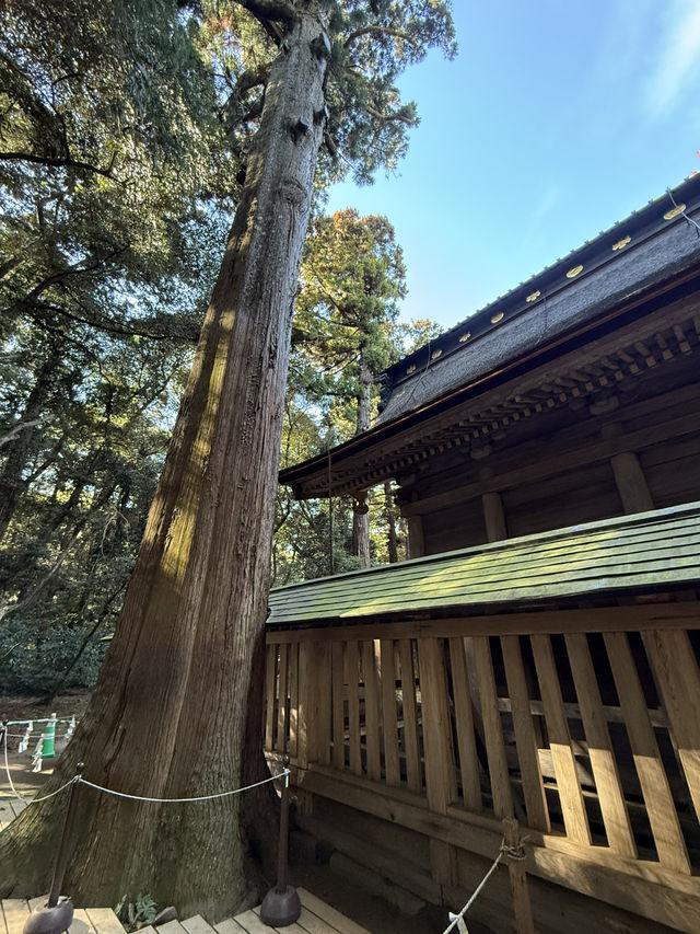 歴史と自然が融合する場所、『鹿島神宮』の魅力⛩️