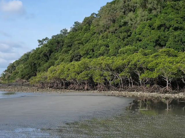 Daintree Rainforest