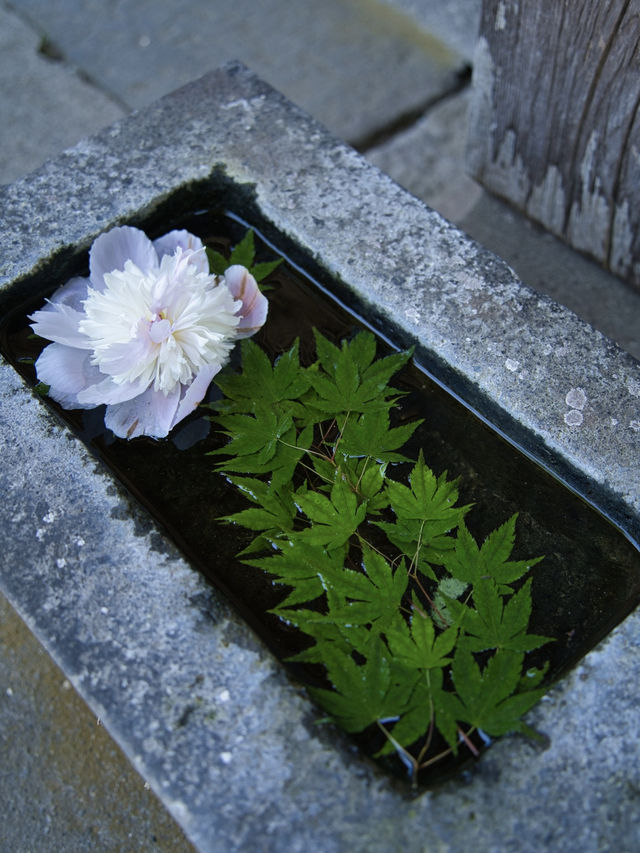 【大分】縁結びのパワースポット💪花手水もある神社で良縁祈願💐 