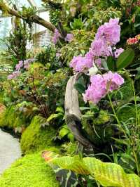 National Orchid Garden
