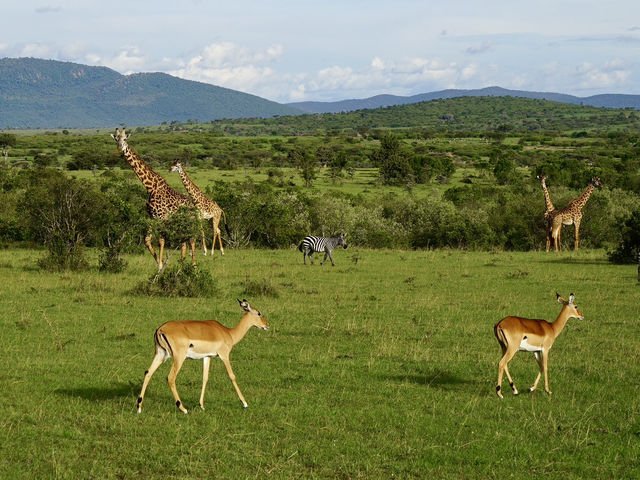 Unforgettable 3-Day Safari in Maasai Mara🦁