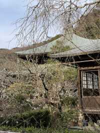 【鎌倉×初春日帰り旅】  「花の寺」として有名  梅の名所