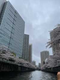 【東京】目黒川の桜を船上から眺める人気クルーズ！！