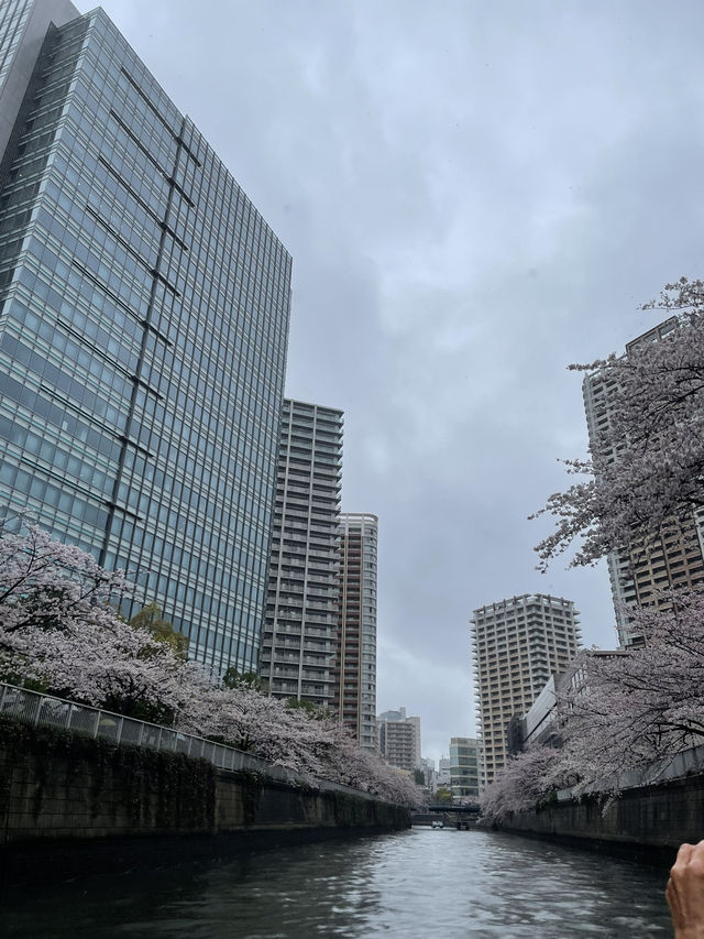 【東京】目黒川の桜を船上から眺める人気クルーズ！！