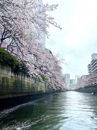 【東京】目黒川の桜を船上から眺める人気クルーズ！！