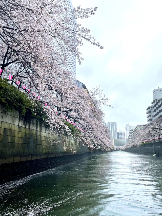 【東京】目黒川の桜を船上から眺める人気クルーズ！！