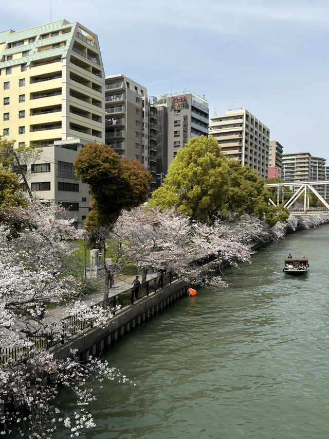 🌸 大阪毛馬櫻之宮公園：櫻花下的夢幻之旅 🌸