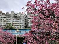 東湖康樂公園，搭捷運輕鬆賞櫻趣！