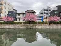 大橫川散步道賞櫻美景