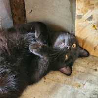 cat cafe in lamphun