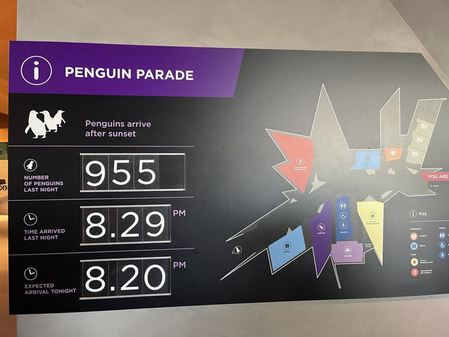 🇦🇺澳洲限定企鵝歸巢奇景🐧