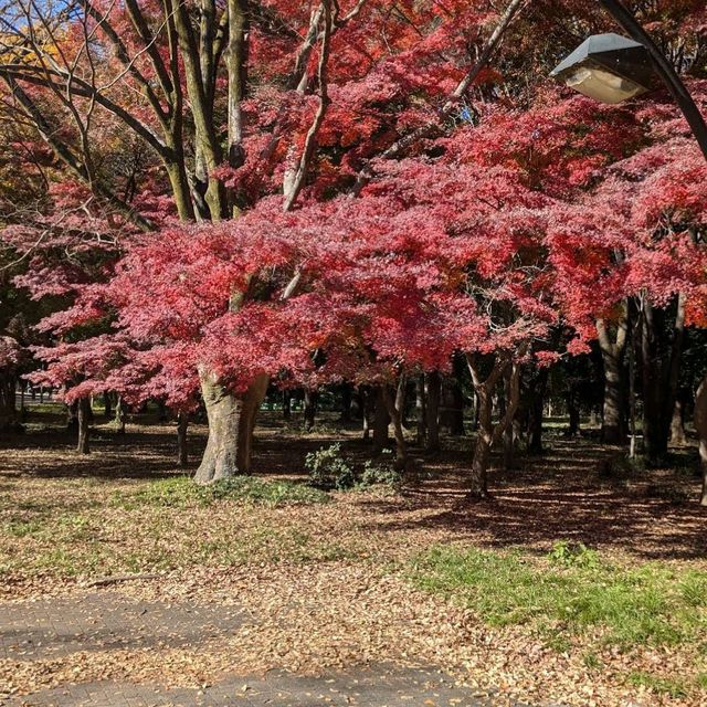 Hikarigaoka Park (光が丘公園)