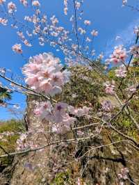 阿里山-頂湖自然生態園區，櫻王櫻后接力綻開！