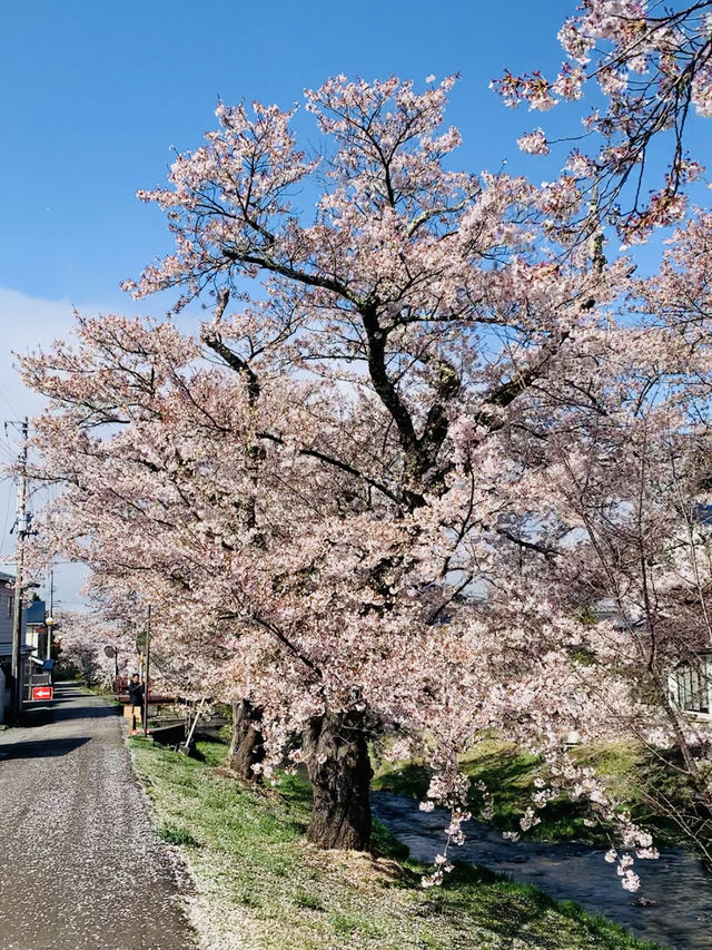 ซากุระที่ Kanonji River ฟุกุชิมะ ไม่ควรพลาด