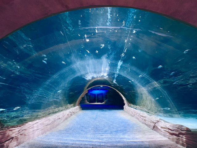 阿布扎比本地人推薦景點