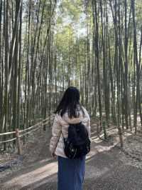 Kyoto 🇯🇵: Temples, Culture, Historical and Timeless