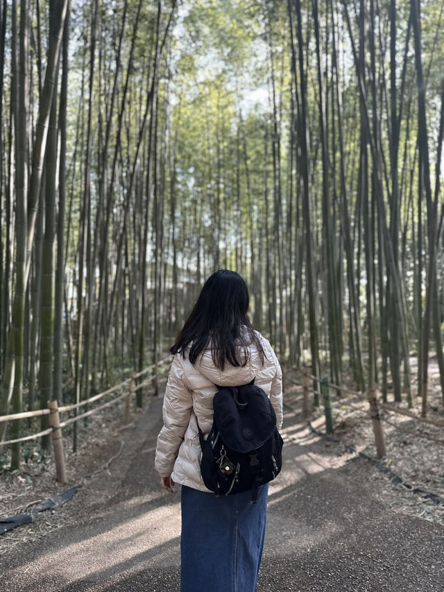 Kyoto 🇯🇵: Temples, Culture, Historical and Timeless