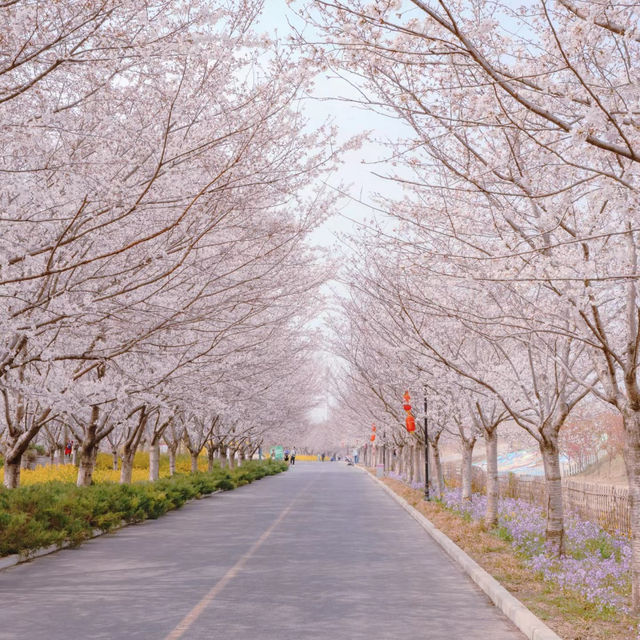 清鎮櫻花園•夢幻櫻花大道