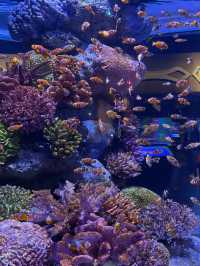 曼谷景點-SEA LIFE BANGKOK OCEAN WORLD