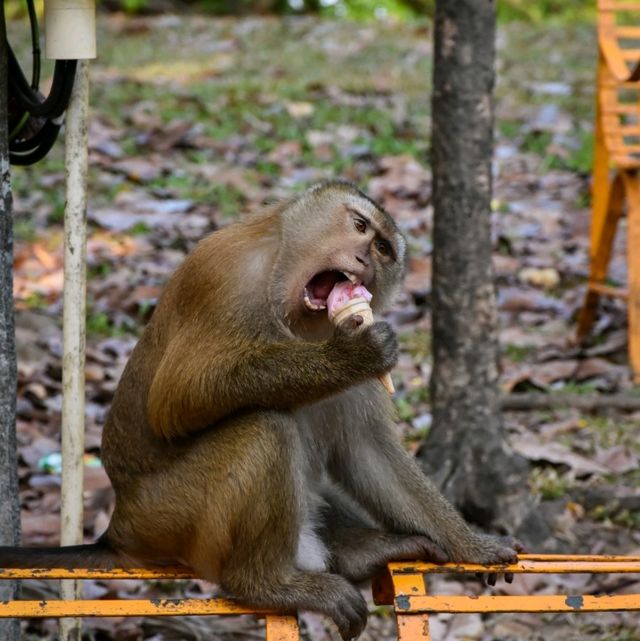 จุดชมวิวเขารัง ภูเก็ต
