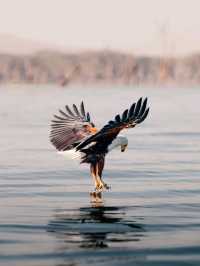 Day Trip to Lake Naivasha and Crescent Walking Safari - See Wild Fish Eagles Hunt!