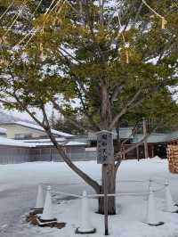 札幌春雪~圓山公園與北海道神宮