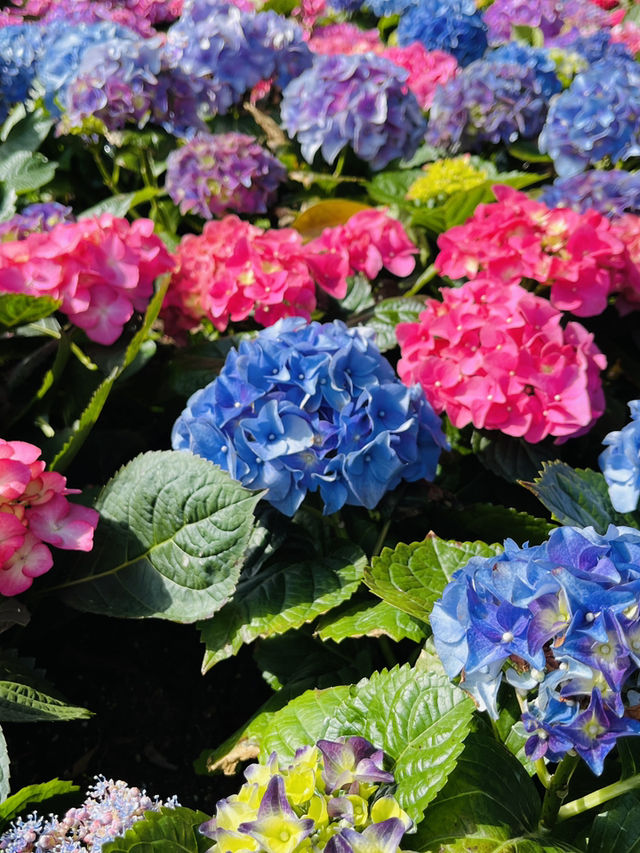 大埔海濱公園櫻花