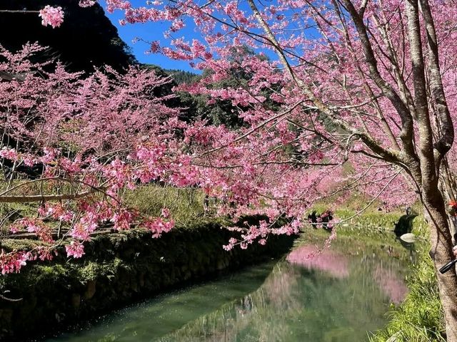 杉林溪櫻花河岸，椿寒櫻、霧社櫻倒映湖面美如畫！