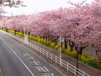Chasing Sakura at Miurakaigan