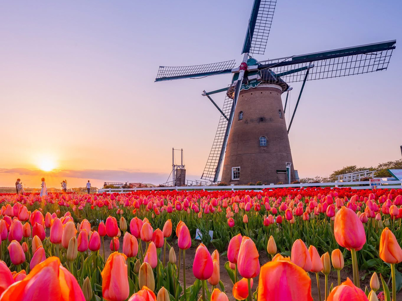 Chasing Tulips at Sakura Furusato Square | Trip.com Sakura