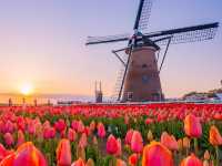 Chasing Tulips at Sakura Furusato Square