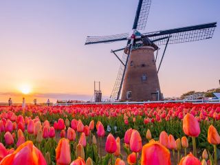 Chasing Tulips at Sakura Furusato Square