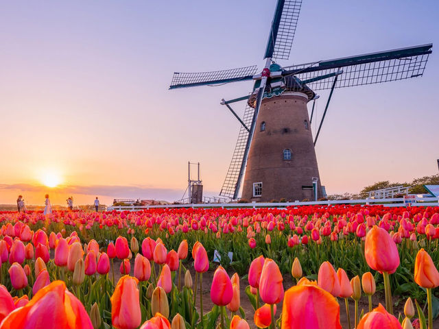 Chasing Tulips at Sakura Furusato Square