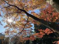 ชมใบไม้เปลี่ยนสีที่สวน Koishikawa Korakuen