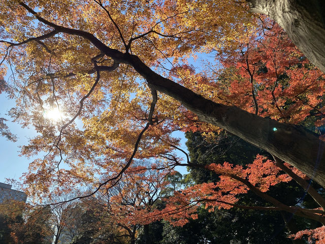 ชมใบไม้เปลี่ยนสีที่สวน Koishikawa Korakuen