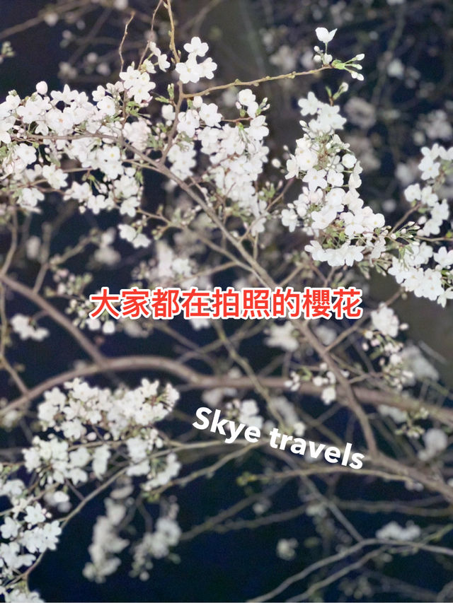 東京中目黑：櫻花樹下的夢幻之夜與繽紛白日