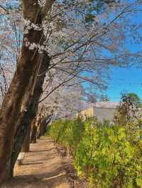 Chasing Sakura at Nami Island