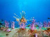 สำรวจ Dive site เกาะพระทอง