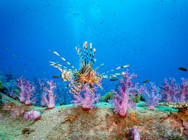 สำรวจ Dive site เกาะพระทอง
