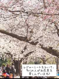 東京のお花見🌸穴場スポット　木場公園