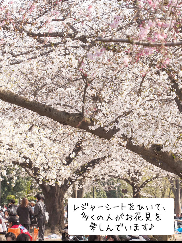 東京のお花見🌸穴場スポット　木場公園