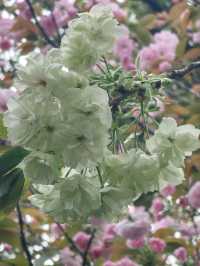 A Rare Floral Wonder: Green Sakura at Xihui Park