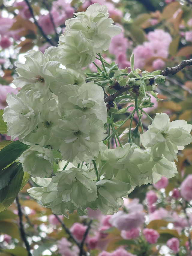 A Rare Floral Wonder: Green Sakura at Xihui Park