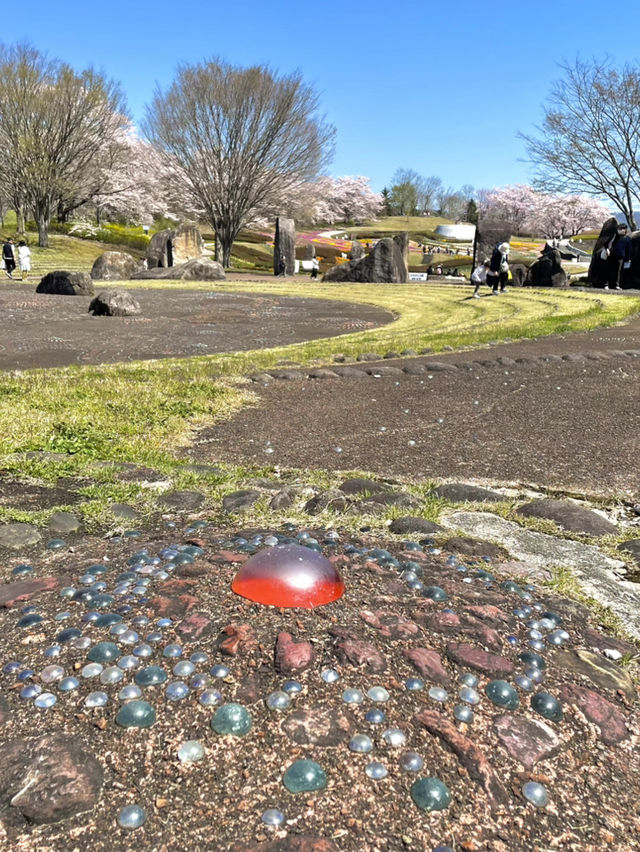 【宮城×春旅】水に映り込む桜の絶景 🥰 