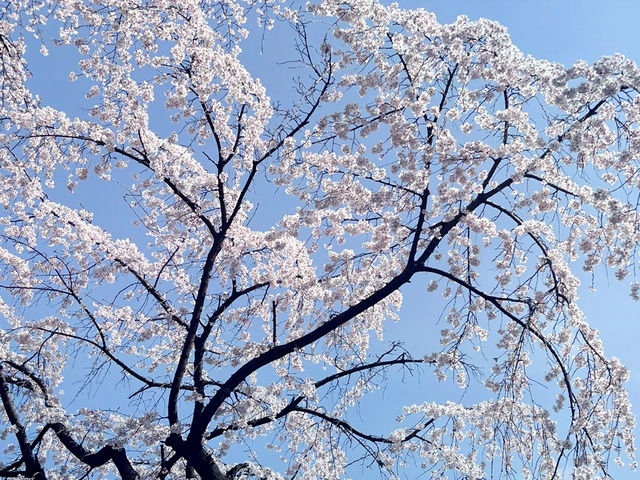 首爾櫻花🌸石村湖賞櫻半天遊🌸