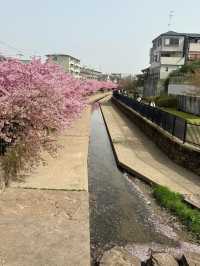 京都河津賞櫻🌸之旅🩵