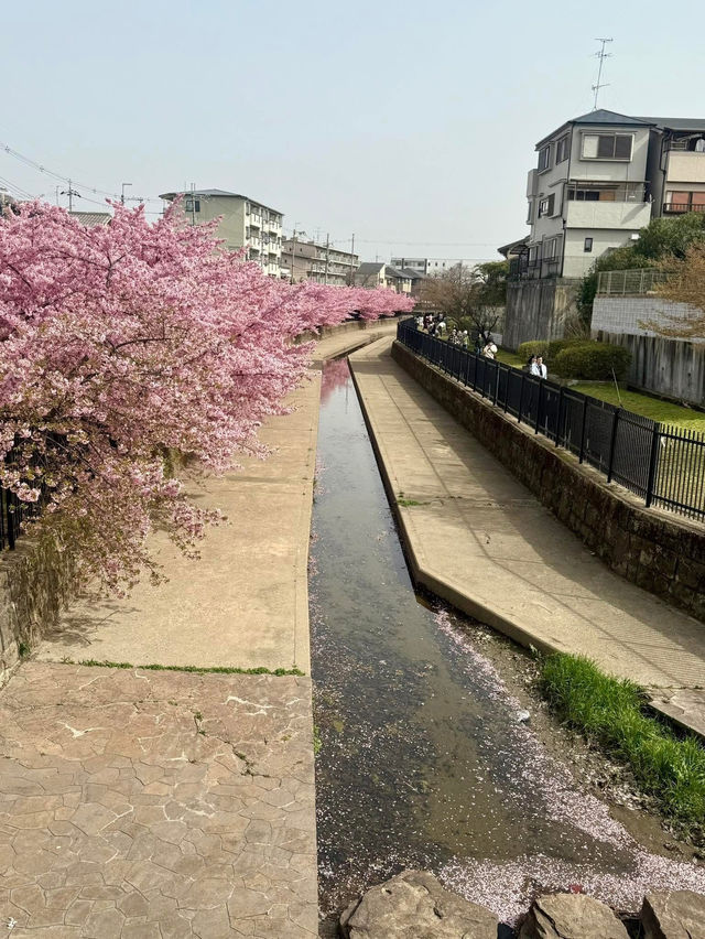 京都河津賞櫻🌸之旅🩵