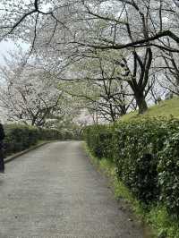 日本香川縣-賞櫻秘境「伊勢朝日山本宮」美到仙境